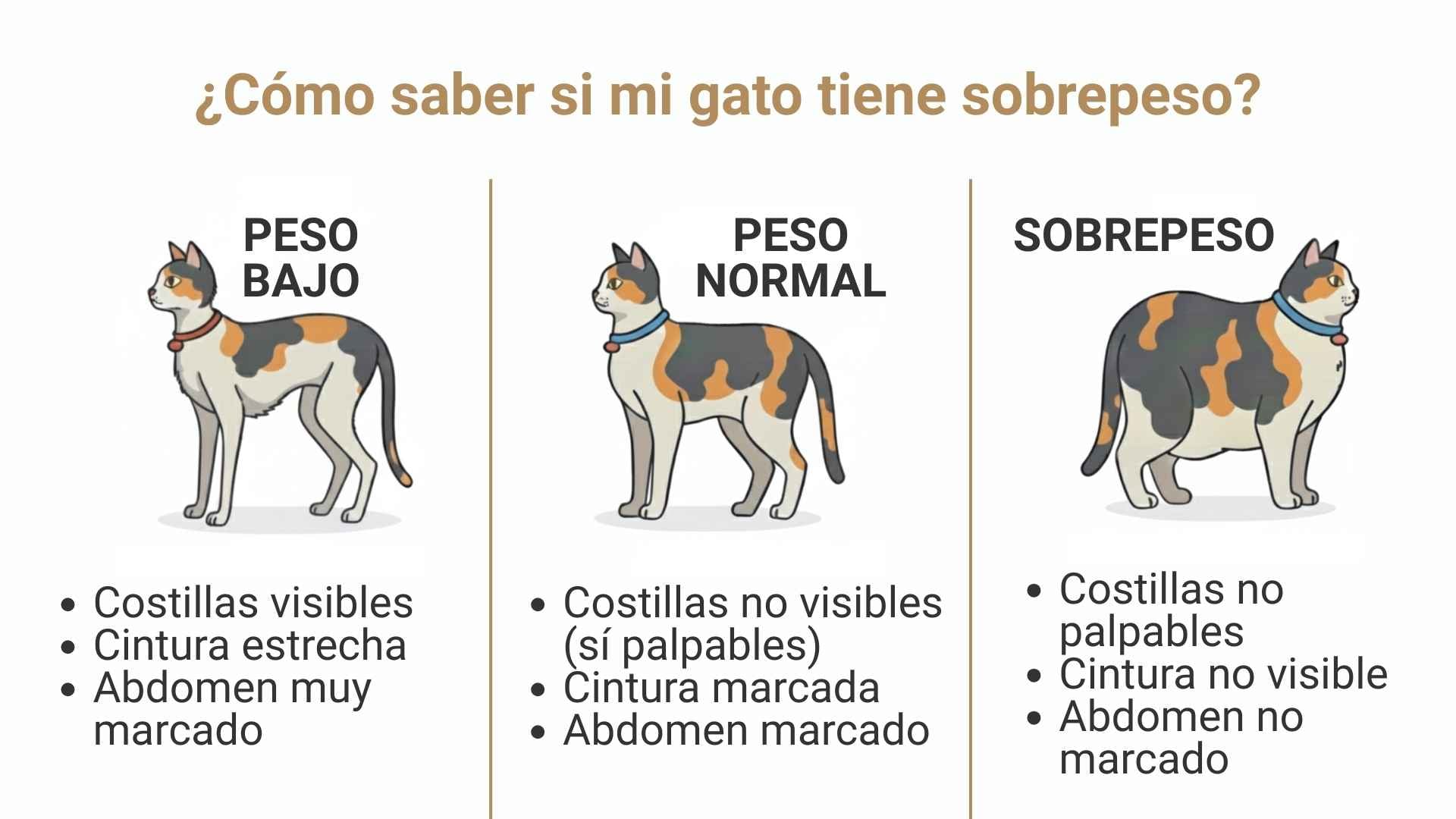Como saber si mi gato tiene sobrepeso